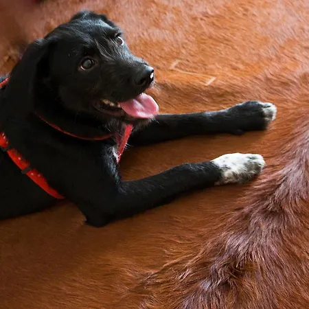 Meira Hotel Vila Praia de Âncora